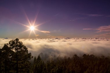 Yaz başında Teide Tenerife Ulusal Parkı 'nda güzel bir çam ağacı ormanı ve sis yükseliyor.