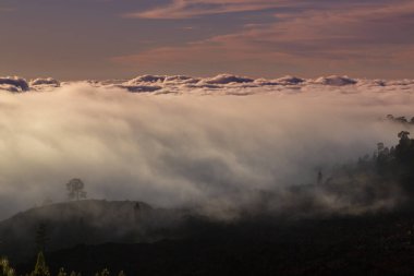 Yaz başında Teide Tenerife Ulusal Parkı 'nda güzel bir çam ağacı ormanı ve sis yükseliyor.