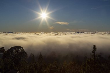 Yaz başında Teide Tenerife Ulusal Parkı 'nda güzel bir çam ağacı ormanı ve sis yükseliyor.
