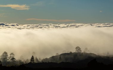 Yaz başında Teide Tenerife Ulusal Parkı 'nda güzel bir çam ağacı ormanı ve sis yükseliyor.