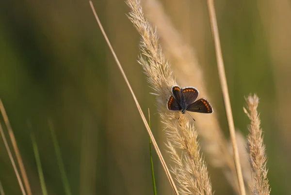 Borboleta colorida em um prado — Fotografia de Stock