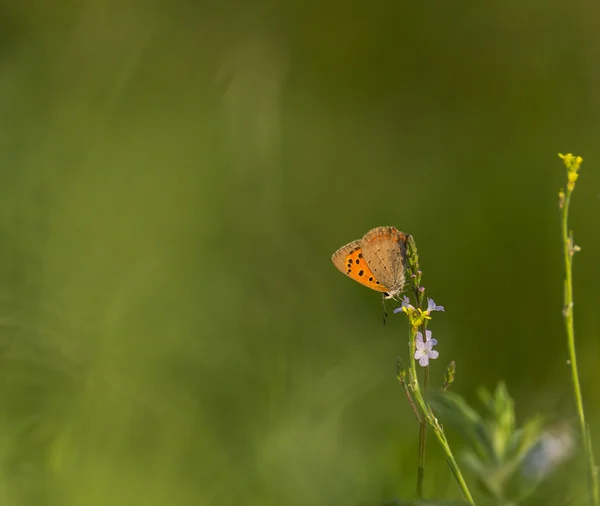 五颜六色的蝴蝶在一片草地 — 图库照片