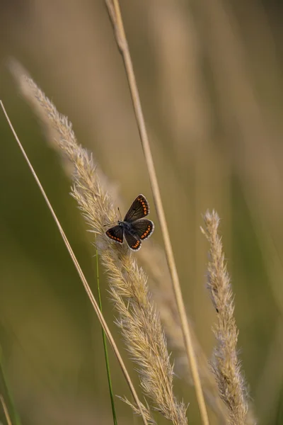 五颜六色的蝴蝶在一片草地 — 图库照片
