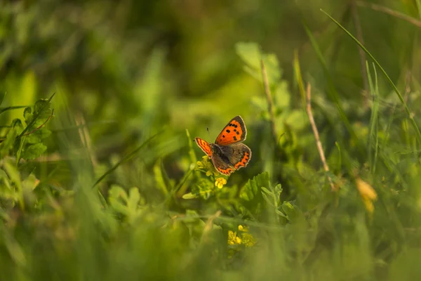 Papillon coloré dans une prairie — Photo