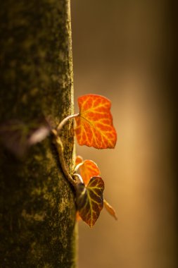 Ormandaki bir ağaç üzerinde güzel kırmızı sarmaşık yaprakları