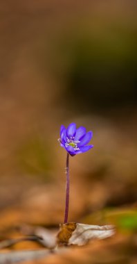 Sanatsal bulanıklık etkisi güzel vahşi mavi mücevher çiçekler, orman mantarı transsilvanica