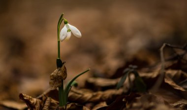 Güzel vahşi kardelen çiçek, Galanthus nivalis ormanda