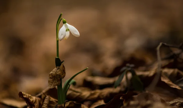 Mooie wild snowdrop bloemen, Galanthus nivalis in het bos — Stockfoto