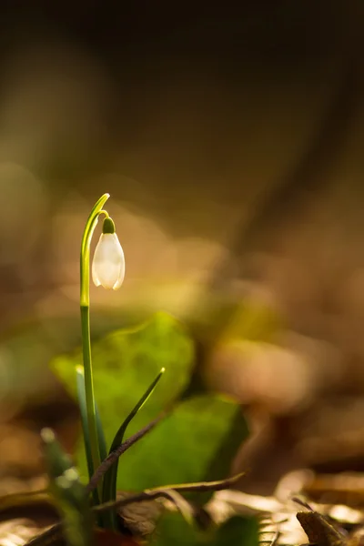 Lindas flores de neve selvagem, Galanthus nivalis na floresta — Fotografia de Stock