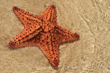 Deniz yıldızı bir plajda, Karayip Denizi