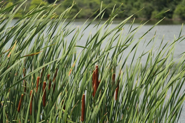 Reed fundo, praia do lago — Fotografia de Stock