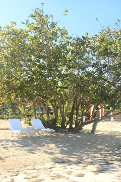 Tropisk strand i Jamaica och Karibiska havet — Stockfoto