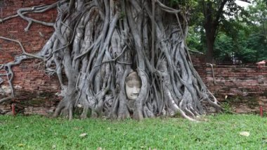 Doğanın harikaları, Kum Taşı Buda 'nın başı Wat Mahathat Ayutthaya Tayland' daki ağaç köklerinde.