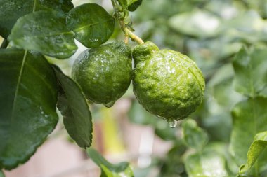 Taze Bergamotlar ve yapraklar ağaçta su damlaları ile meyveli, bitkisel bergami Arom
