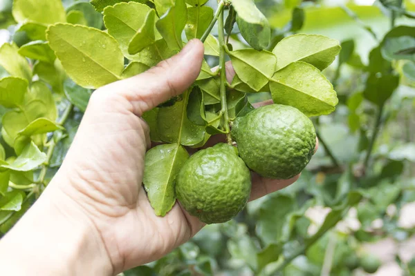 Färska Bergamott Och Blad Träd Med Vattendroppar Dem Fruktig Med — Stockfoto