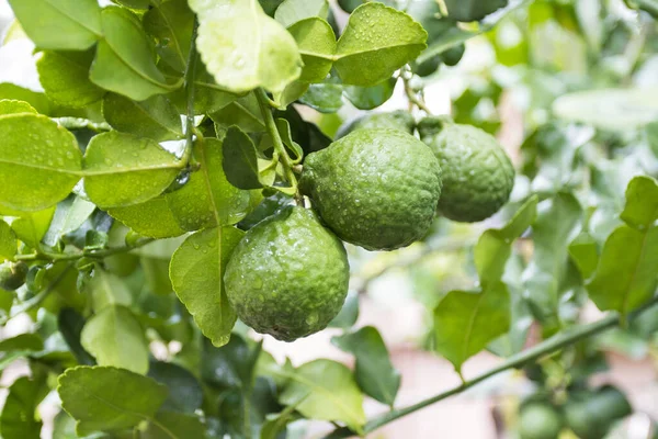 Taze Bergamotlar ve yapraklar ağaçta su damlaları ile meyveli, bitkisel bergami Arom