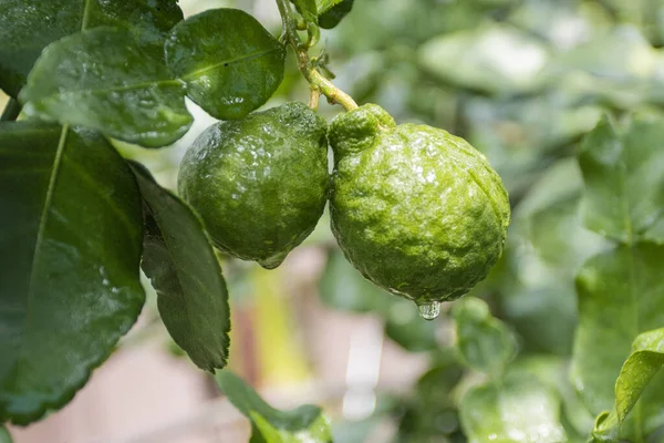 Taze Bergamotlar ve yapraklar ağaçta su damlaları ile meyveli, bitkisel bergami Arom
