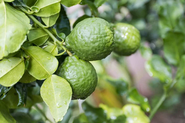 Färska Bergamott Och Blad Träd Med Vattendroppar Dem Fruktig Med — Stockfoto