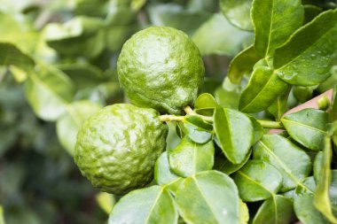 Taze Bergamot ve yapraklar ağaçta 