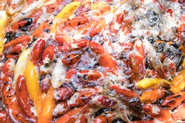 Birçok Koi Balığı Asya Tayland 'da yüzüyor.