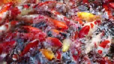 Birçok Koi Balığı Asya Tayland 'da yüzüyor.