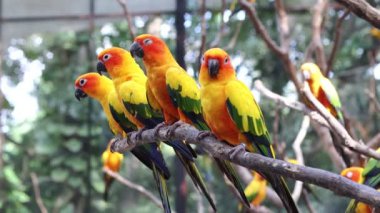 Güneş Papağanları Ağaç dalında Güzel Papağanlar