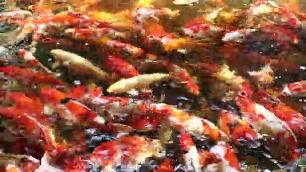Beweging Veel Koi Vissen Japans Zwemmen Azië Thailand — Stockvideo