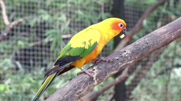 Sun Conure Parrots Beautiful Parrot Branch Tree — Stock Video