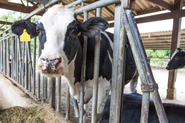 Asya Tayland çiftliğindeki otlakta duran genç buzağı..