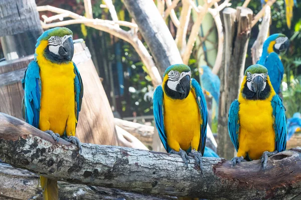 Mavi Sarı Renkli Grup Papağanları Dalların Üzerinde Duruyor — Stok fotoğraf