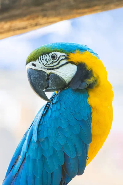 Fechar Pássaro Arara Azul Amarela — Fotografia de Stock