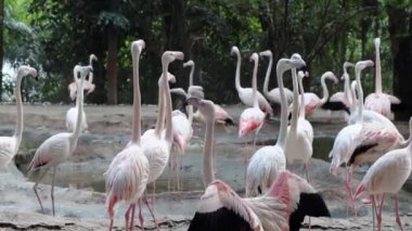 Park Bangkok Tayland 'daki flamingo kolonisi..