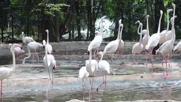 Kolonia Flamingów Parku Bangkok Tajlandia — Wideo stockowe