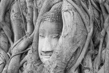 Doğanın harikaları, Kum Taşı Buda 'nın başı Wat Mahathat Ayutthaya Tayland' daki ağaç köklerinde.