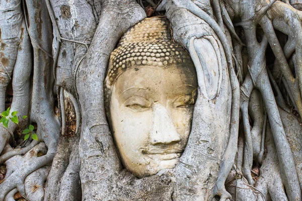 Wonders Nature Head Sandstone Buddha Image Tree Roots Wat Mahathat — Stock Photo, Image