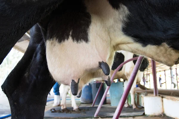 Primer Plano Ubre Vaca Joven Hembra Granja Tailandia — Foto de Stock