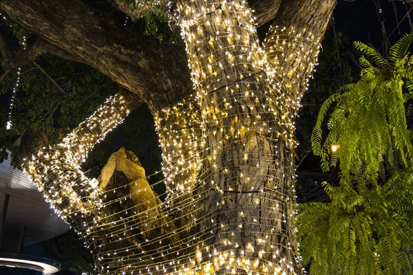Cabo Corda Levou Luzes Árvore Jardim Noite Usado Para Decorar — Fotografia de Stock