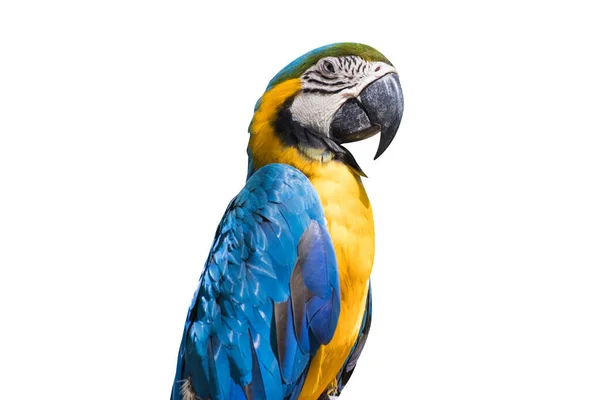 Bird Blue Yellow Macaw Isolat Vit Bakgrund — Stockfoto