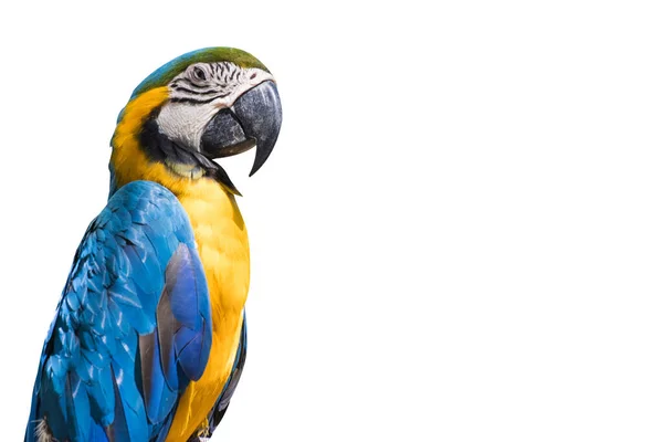 Bird Blue Yellow Macaw Isolate White Background Copy Space — Stock Photo, Image