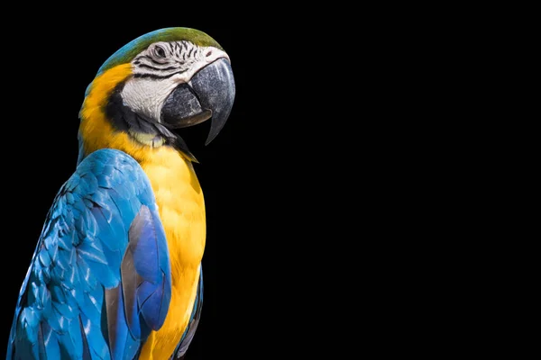 Bird Blue Yellow Macaw Izolować Czarny Tło Kopiować Przestrzeń — Zdjęcie stockowe