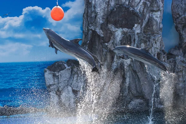 Dolphin Jumping Show Bangkok Thaiiland — Stock Photo, Image