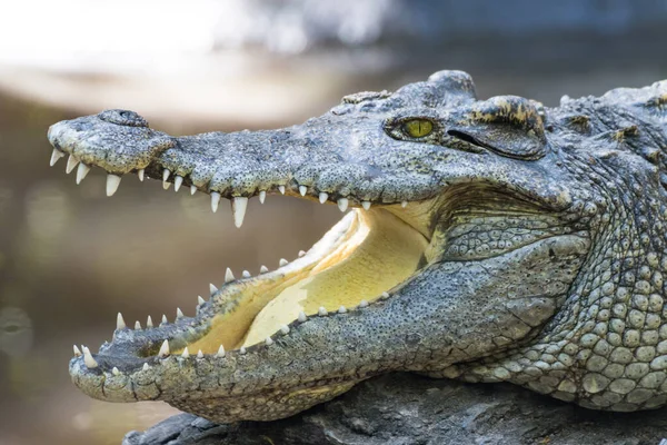 Fechar Crocodilo Com Boca Aberta — Fotografia de Stock