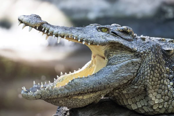 Fechar Crocodilo Com Boca Aberta — Fotografia de Stock