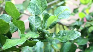 Taze Bergamot 'lar ve ağaçtaki yapraklar meyveli su damlalarıyla, bitkisel bergami Aroma