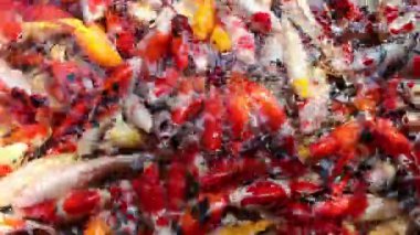 Birçok Koi Balığı Asya Tayland 'da yüzüyor.