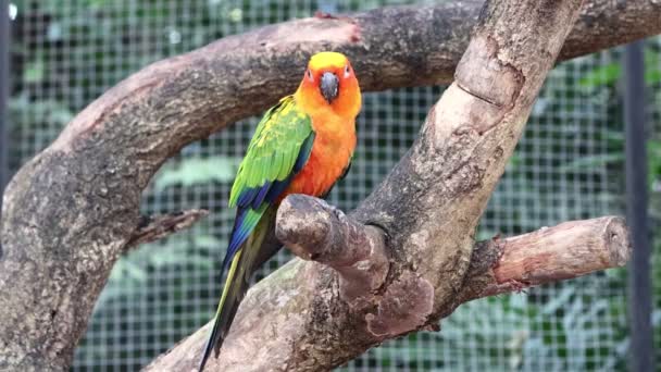 Sun Conure Parrots Beautiful Parrot Branch Tree — Stock Video