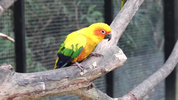 Burung Beo Sun Conure Indah Beo Pada Cabang Pohon — Stok Video