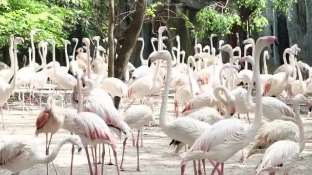 動物園動物ストック動画 ロイヤリティフリー動物園動物動画 Depositphotos 動物園動物ストック動画 ロイヤリティフリー動物園動物動画 Depositphotos