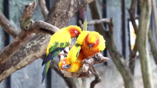 Sun Conure Papegojor Vacker Papegoja Gren Träd — Stockvideo