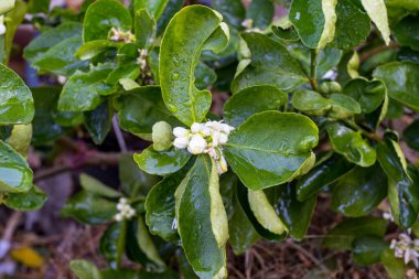 Ağaç konseptinde yeşil yapraklı limon çiçekleri ve ekşi kireç planı.